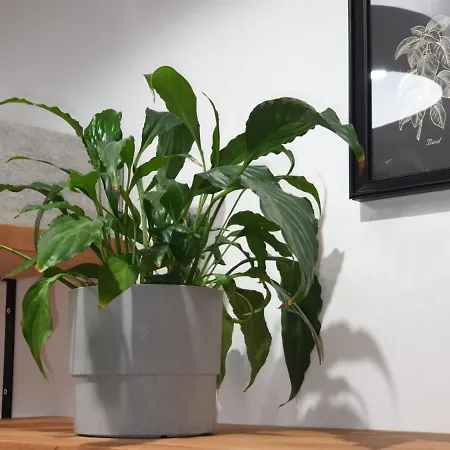 Apartament Pancake Piotrkowska Łódź