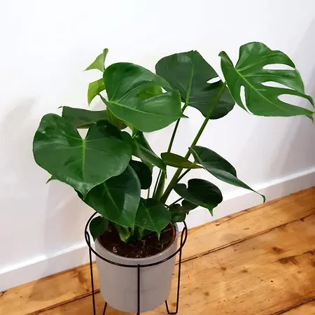 Pancake Piotrkowska *