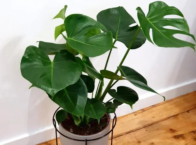 Pancake Piotrkowska Free Parking *